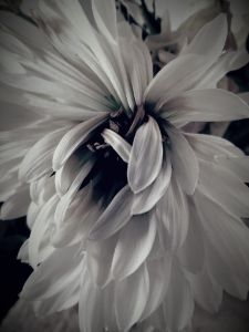 Wilted daisy 2