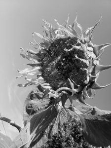 Wilted sunflower
