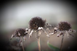 Wilted weeds