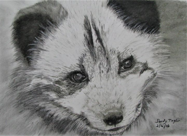 Arctic Fox - Art Illustration - Monochromatic Pencil Line Sketch - Drawing  by MadliArt