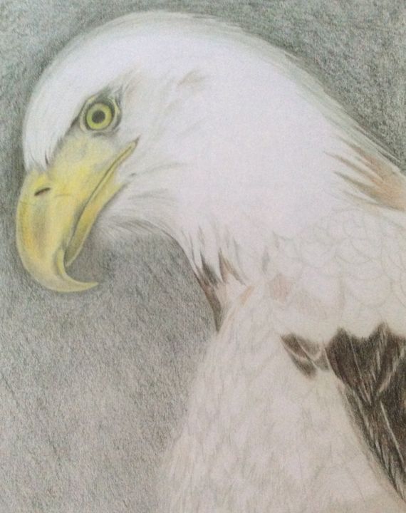 Proud Bald Eagle - High Mountain Art - Drawings & Illustration, Animals ...