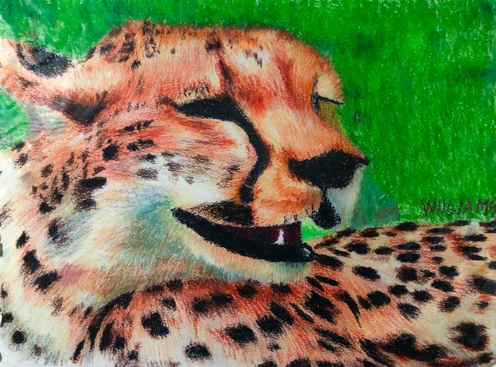 Young Cheetah - Andrew Williams Art