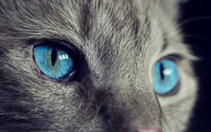 Blue eyes cat 🐈