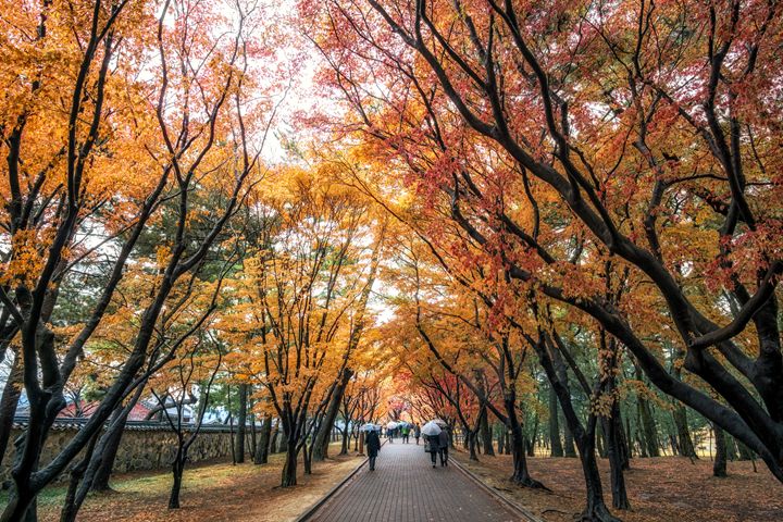 fall foliage road - Aaron Choi Photography