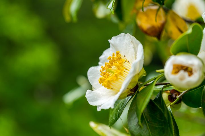 White Camellia Flower - Aaron Choi Photography