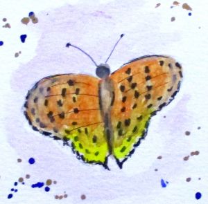 Butterfly No3
