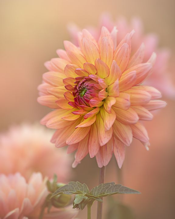 Beautiful Dahlia Flower Bud With Blurry Background Picture And HD