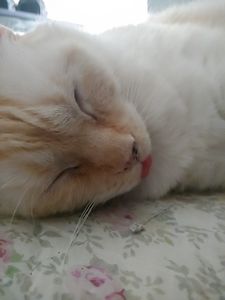 Sleepy Kitty