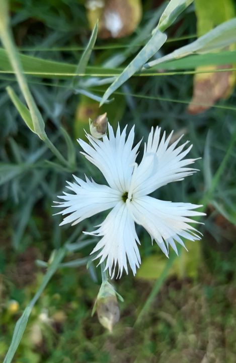 A white rare flower - Lauraartist68