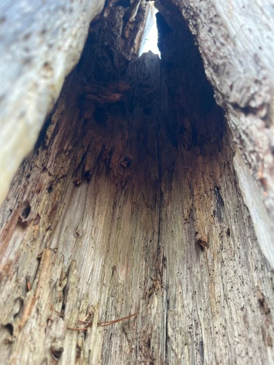 inside the tree - Artistic Haven - Photography, Landscapes & Nature ...