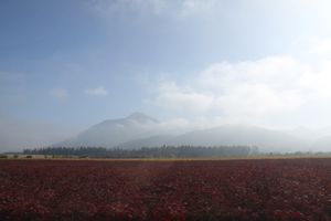 Vineyard. Valle De Elqui, Chile