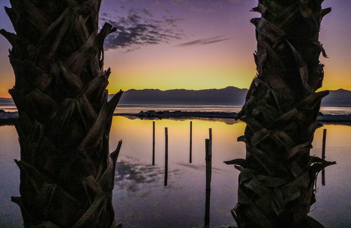Salton Sea Palms No. 1 - Crystal Enciso Photography