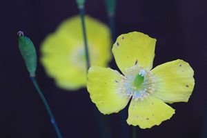 Yellow Poppy
