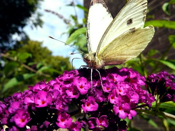 Cabbage White Butterfly - Charlotte