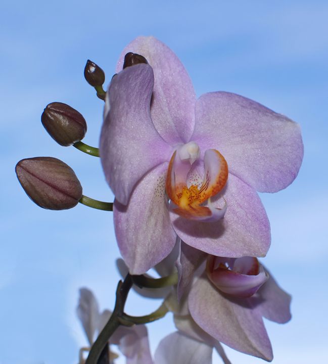 Orchid - vergul