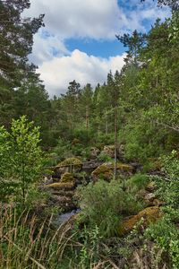 Sweden 182