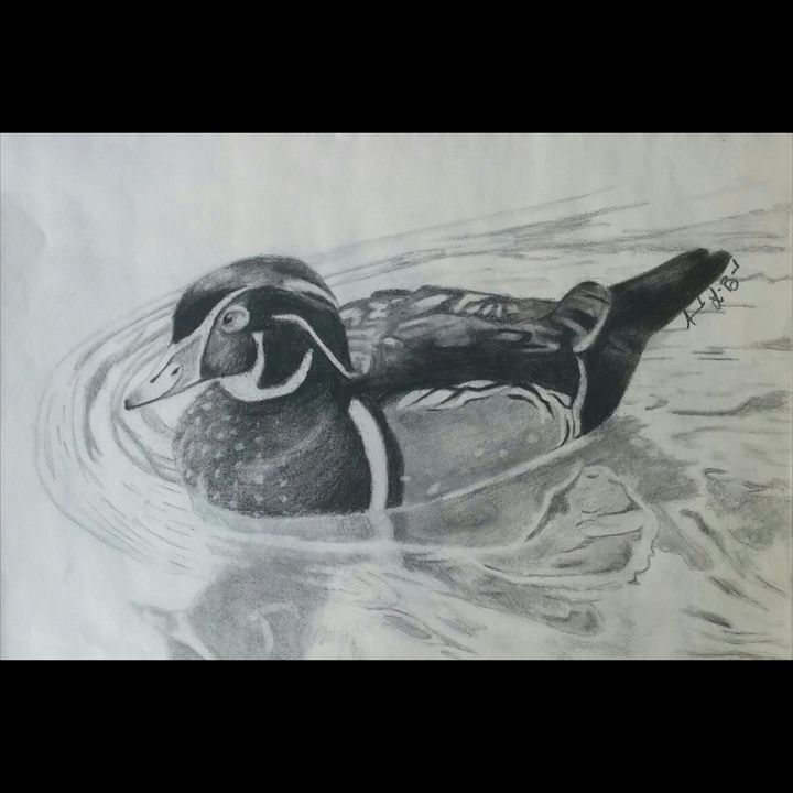 Calm Swim - Sketches - Drawings & Illustration, Animals, Birds, & Fish ...