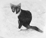 Black and white kitten portrait