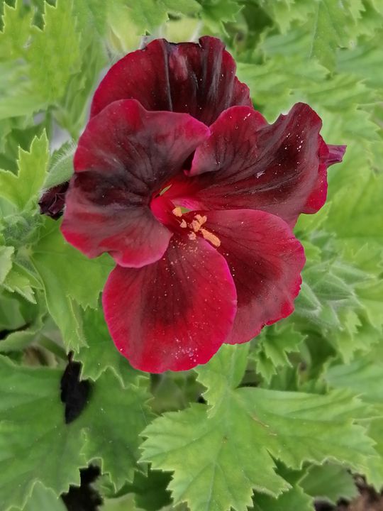 Velvet red geranium - LGS - Photography, Flowers, Plants, & Trees ...