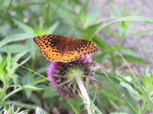 Orange Butterfly on Thistle