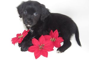 Puppy with Christmas Poinsettias