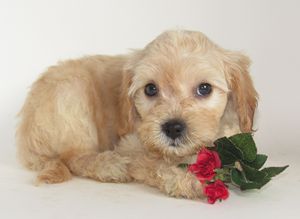 Puppy with Roses