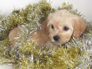 Puppy Laying in Tinsel
