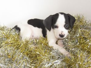 Black and White Puppy in Tinsel