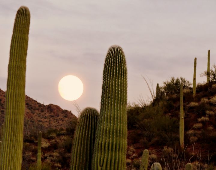 Moonrise over The Desert - C&J fine arts