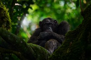 Chimpanzee on a Tree - Ondrej Prosicky_WILDLIFE