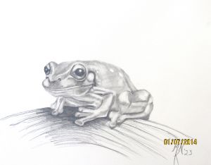 Frog Sticker - Hannah Cha Art - Digital Art, Animals, Birds, & Fish,  Reptiles & Amphibians, Frogs & Toads - ArtPal