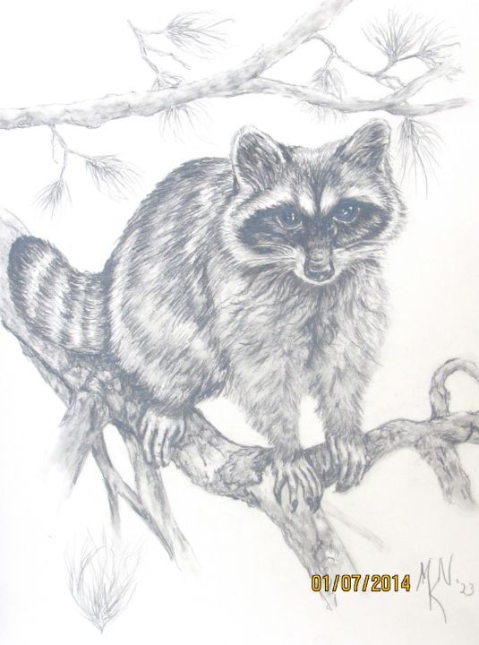 Raccoon Wildlife Art Graphite Pencil Sketch Drawing Painting