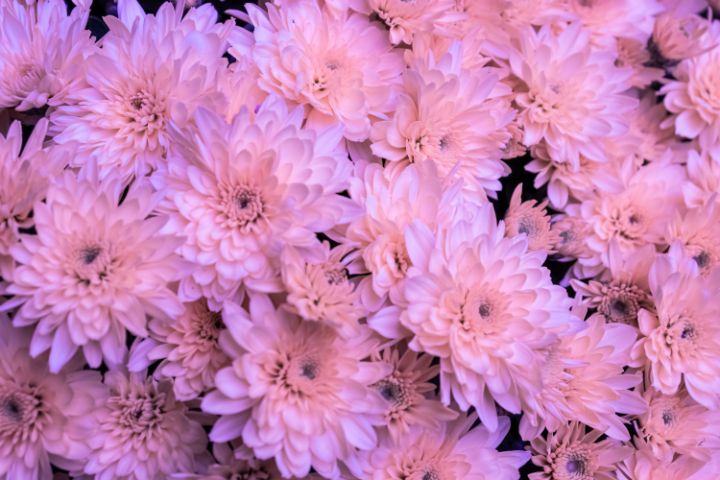 Chrysanthemum flower - PhotoArt