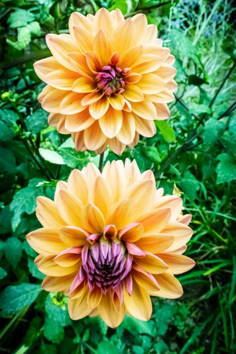 Dahlia Flower. Flower Artwork - PhotoArt