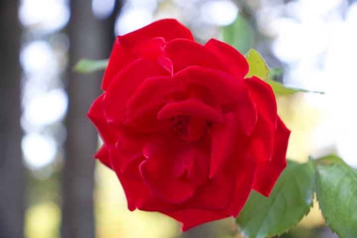 Red Rose flower - PhotoArt