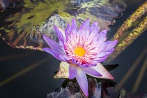Water lily flower (Nympthaea specie)
