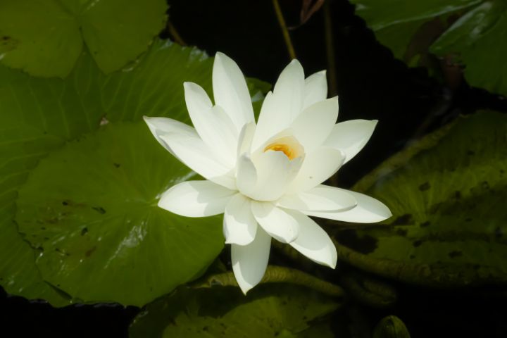 Nymphaea Alba Flower - PhotoArt