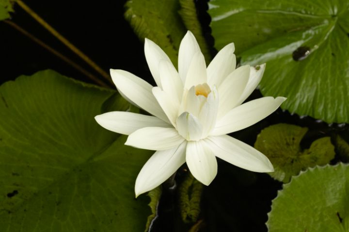 NYMPHAEA ALBA FLOWER - PhotoArt