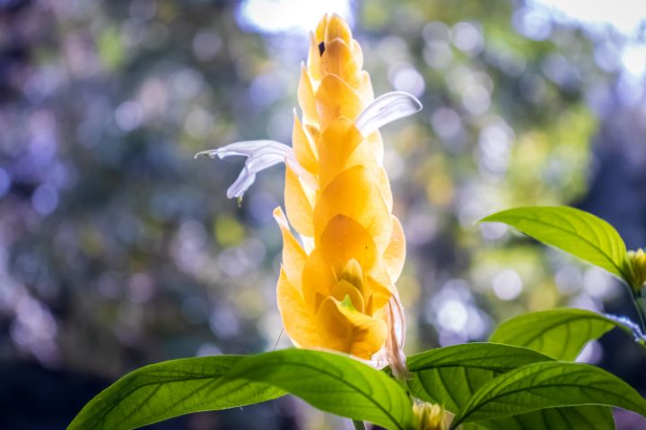 Pachystachys Lutea Flower - PhotoArt