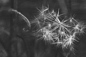 Make a Wish