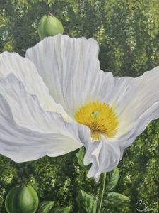 Romneya Coulteri