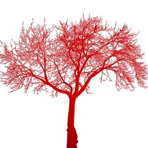 Dead tree red