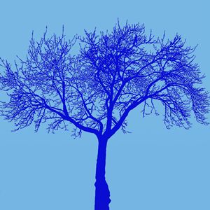 Dead tree blue