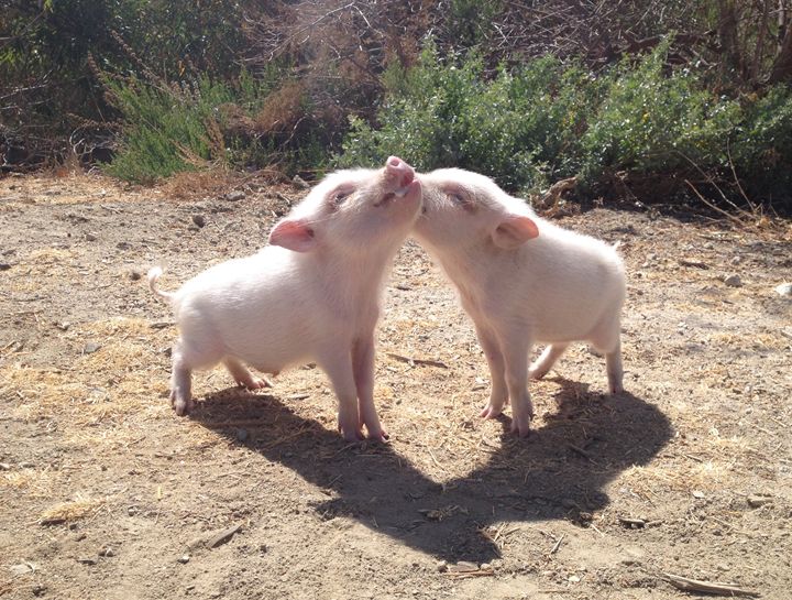 Little Piglets - Photos by Val