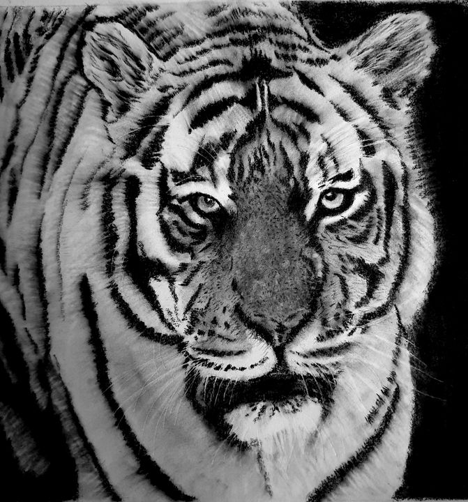 Tiger - Charcoal drawing - Sketch Art