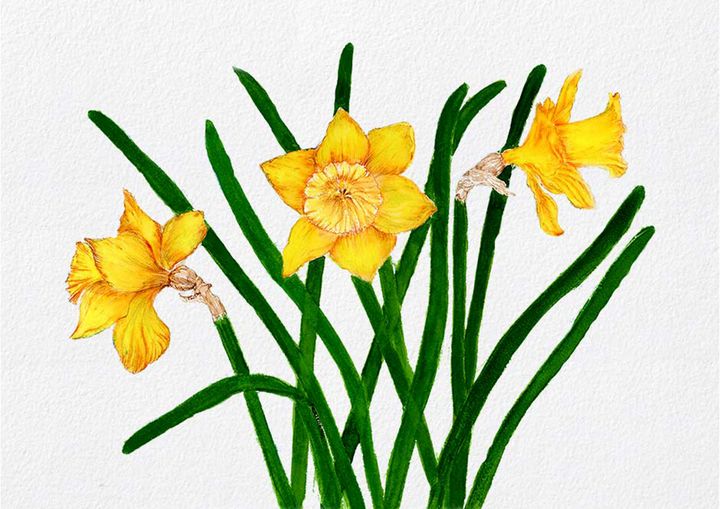 Buy Narcissus Print, Daffodil Drawing, Floral Art, Black and White  Botanical Sketch, Daffodil Sketch, Pen Ink Illustration, Flower Poster  Online in India - Etsy