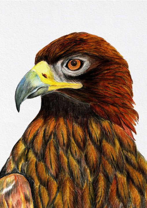 Golden Eagle Bird Watercolor Artwork Alison Langridge