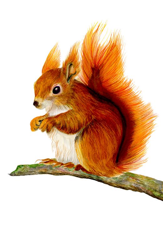 Red Squirrel painting watercolour,Squirrel paintings for sale,Squirrel painting, 