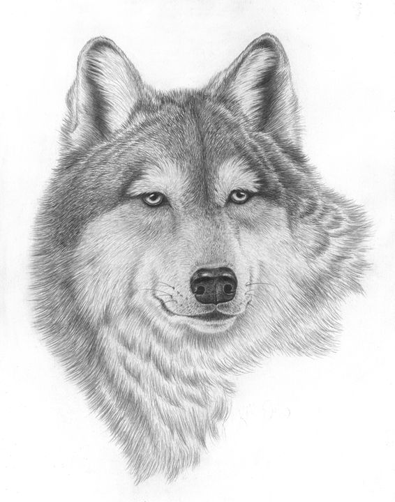 Wolf of Beauty - 800 Wild Animals drawings by Kelly