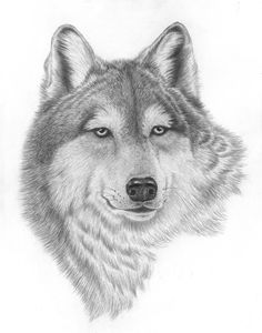 Wolf of Beauty